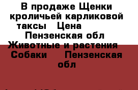 В продаже Щенки кроличьей(карликовой)таксы › Цена ­ 5 000 - Пензенская обл. Животные и растения » Собаки   . Пензенская обл.